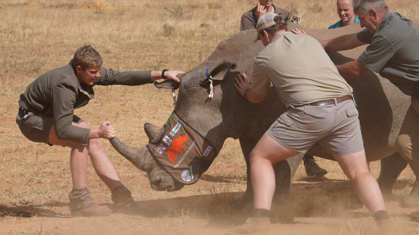 You are currently viewing South Africa starts injecting rhino horns with radioactive material to curb poaching