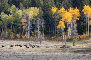 Read more about the article Reintroduced Wolves Are Helping Baby Aspen Trees Flourish in Northern Yellowstone for the First Time in 80 Years, Study Suggests