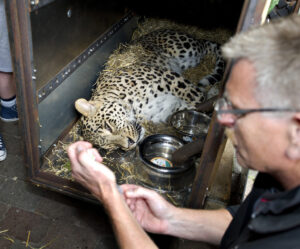 Read more about the article Denmark zoo asks people to donate their small pets as food for captive predators