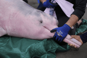 Read more about the article Endangered pink river dolphins face a rising mercury threat in the Amazon