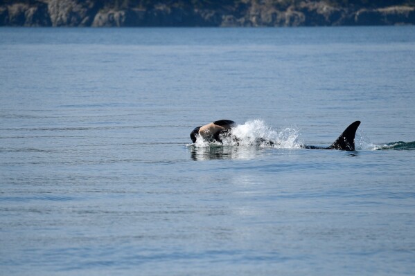 You are currently viewing Once again, an endangered orca in Washington state is seen carrying a dead calf