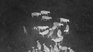 Read more about the article Drones blasting AC/DC and Scarlett Johansson are helping biologists protect cattle from wolves