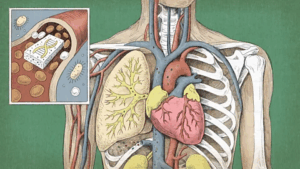 Read more about the article Scientists find microplastics in human bones