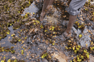 Read more about the article As climate risks grow, India’s Bengaluru is trying to save its vanishing lakes