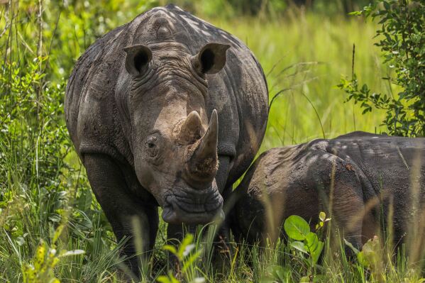 You are currently viewing On World Rhino Day, South Africa marks progress but still loses a rhino daily to poachers