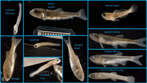 Read more about the article Fish Are Spawning in the Chicago River, Another Sign the Once-Contaminated Waterway Is Rebounding