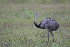 Read more about the article How Did the Ostrich Cross the Ocean? Its Ancestors Flew There