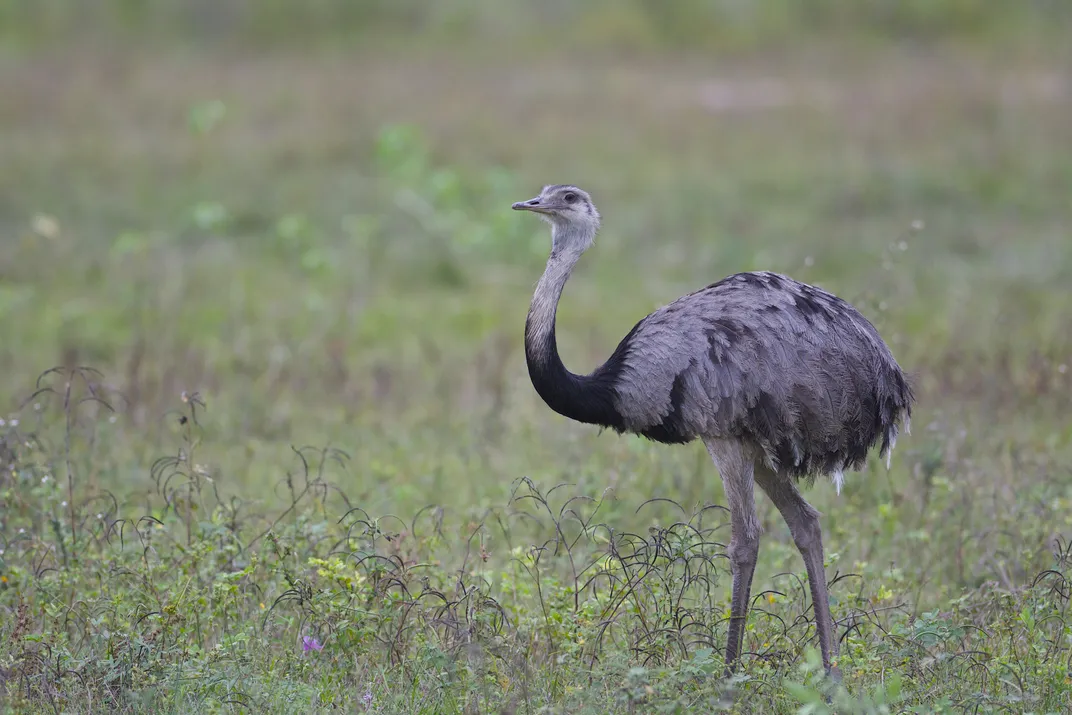 You are currently viewing How Did the Ostrich Cross the Ocean? Its Ancestors Flew There