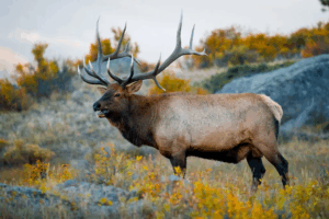 Read more about the article Amorous Elk Are Looking for Love Across North America in an Annual Spectacle Called the Rut