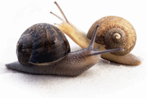 Read more about the article A Rare, Left-Coiling Snail Needs Help Finding a Mate. New Zealanders Are Looking for Its 1-in-40,000 Match