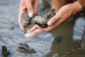 Read more about the article Can Scientists Help Oysters Thrive Again?