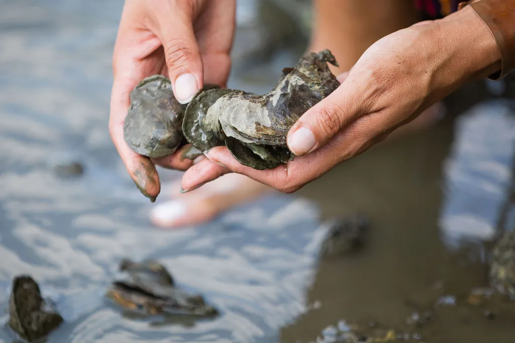 You are currently viewing Can Scientists Help Oysters Thrive Again?