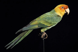 Read more about the article The Last Member of This Bird Species Died in Captivity on This Day in 1918