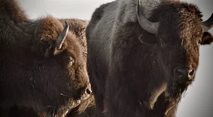 Read more about the article Fort Peck’s Buffalo Restoration and the America The Beautiful Challenge