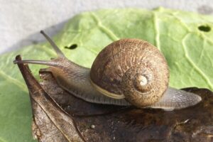 Read more about the article Ned is a perfectly nice snail, but a rare shell means a doomed love life