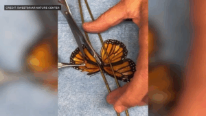Read more about the article Viral video shows monarch butterfly get a wing transplant. Here’s how a Long Island nature center did it.