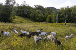 Read more about the article This Ski Area Hired a Herd of Goats and Sheep to Help With Landscaping