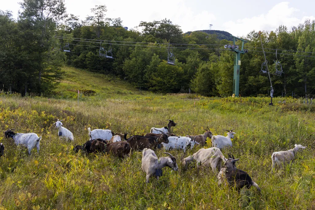 You are currently viewing This Ski Area Hired a Herd of Goats and Sheep to Help With Landscaping