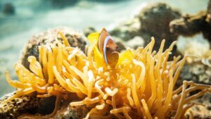 Read more about the article Corals in Gulf of Eilat survive record heatwaves, offering new hope to Israel’s only reef