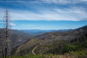 Read more about the article How indigenous practices can help protect forests