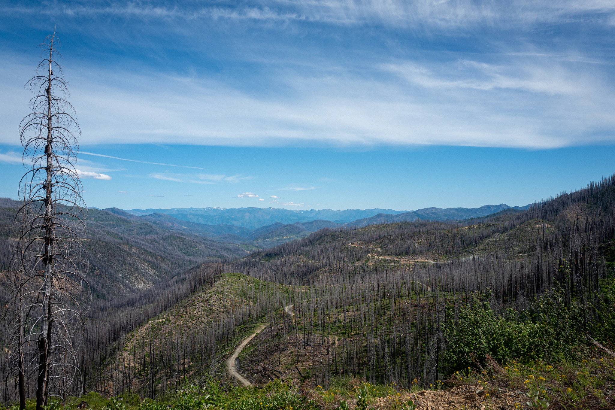 You are currently viewing How indigenous practices can help protect forests