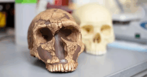 Read more about the article Our Human Ancestors Were Exposed to Lead, and New Research Suggests It May Have Shaped Human Evolution