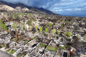Read more about the article After the L.A. Fires, Locals Turn to Native Plants to Help Shield Homes From Flames and Clean Contaminated Soil