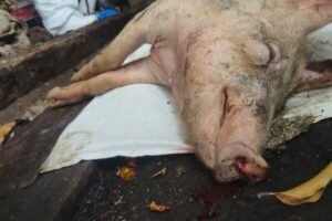 Read more about the article Taiwan reports its first case of African swine fever and culls scores of pigs