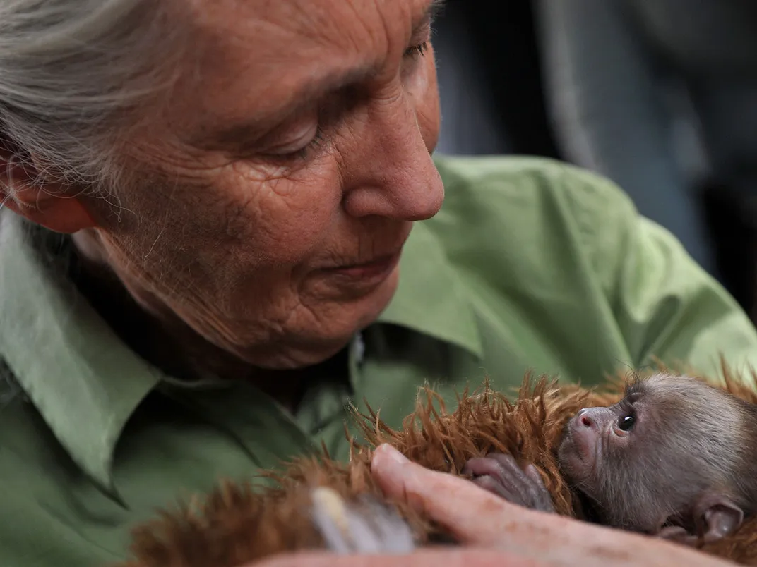 You are currently viewing Jane Goodall, Legendary Primatologist and Anthropologist, Dies at 91