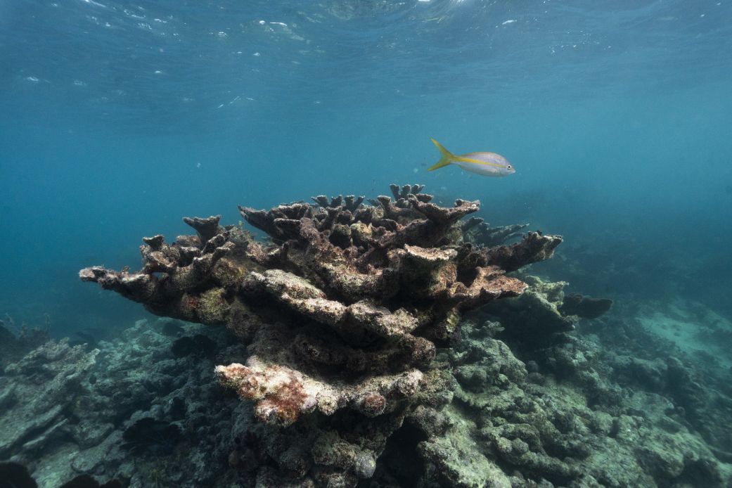 You are currently viewing Critical Florida corals now ‘functionally extinct’ due to off-the-charts ocean temperatures