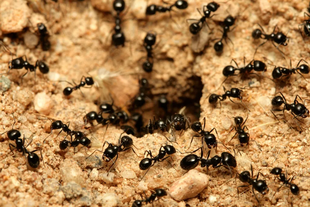 You are currently viewing These Ants Redesigned Their Nests to Slow Disease Transmission — Can They Can Teach Us a Thing or Two?