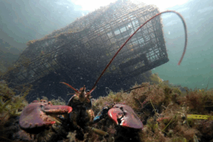 Read more about the article Lobster population falls off New England, leading regulators to declare overfishing