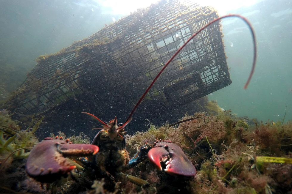 You are currently viewing Lobster population falls off New England, leading regulators to declare overfishing