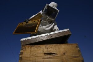 Read more about the article From rooftops to honey jars, Athens is abuzz with urban beekeeping