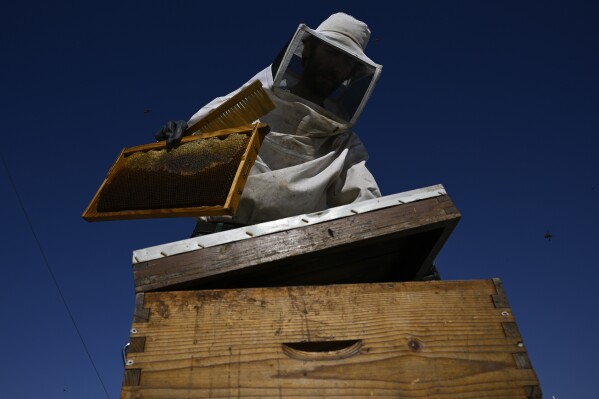 You are currently viewing From rooftops to honey jars, Athens is abuzz with urban beekeeping