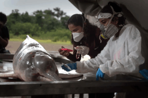 Read more about the article Water Temperatures in Amazon Lakes Reached Hot Tub Levels in 2023, Killing Fish and Dolphins