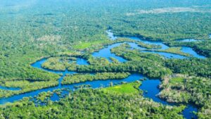 Read more about the article Scientists in Brazil starve trees of water to test Amazon’s limits