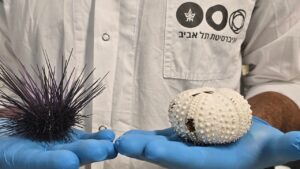 Read more about the article Israeli scientists pioneer way to monitor sea urchins as die-offs threaten coral reefs worldwide