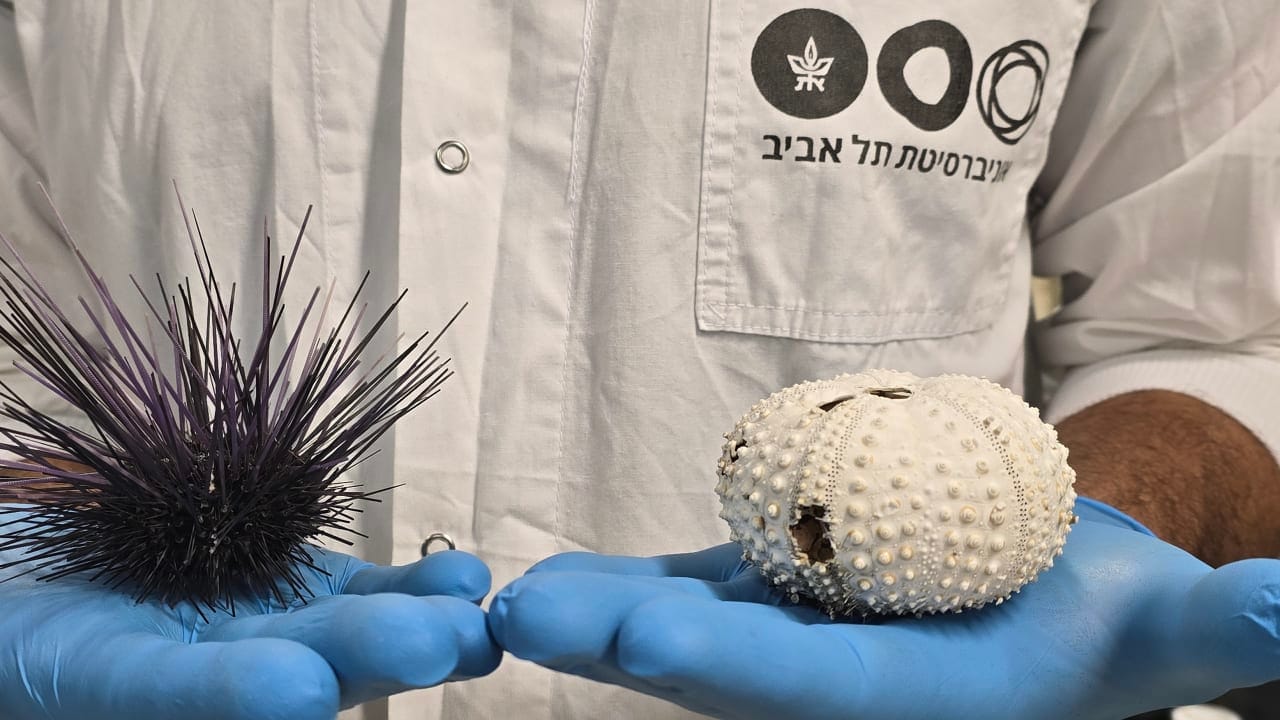 You are currently viewing Israeli scientists pioneer way to monitor sea urchins as die-offs threaten coral reefs worldwide