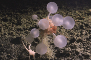 Read more about the article Researchers Discover ‘Death Ball’ Sponge and Dozens of Other Bizarre Deep-Sea Creatures in the Southern Ocean
