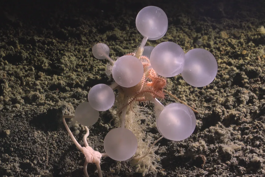 You are currently viewing Researchers Discover ‘Death Ball’ Sponge and Dozens of Other Bizarre Deep-Sea Creatures in the Southern Ocean