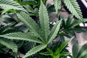 Read more about the article It’s possible to get addicted to pot. Here’s what to know