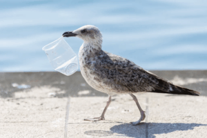 Read more about the article More Than 1,200 Marine Animal Species Eat Plastic. Ingesting Even a Tiny Amount Can Kill Them, a New Study Suggests
