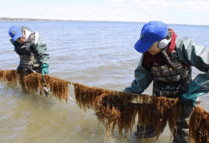 Read more about the article Indigenous Knowledge for Climate Change Mitigation