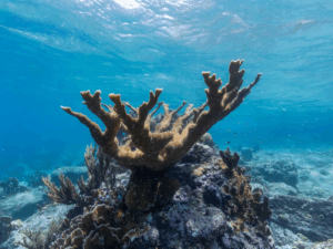 Read more about the article To Survive Mass Extinctions, Reef-Building Corals Retreat to the Deep Blue Sea