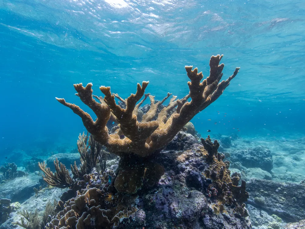 You are currently viewing To Survive Mass Extinctions, Reef-Building Corals Retreat to the Deep Blue Sea