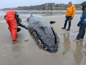 Read more about the article When a Humpback Whale Got Stranded in Oregon, a Native Community Turned the Tragedy Into a Revival of a Traditional Practice