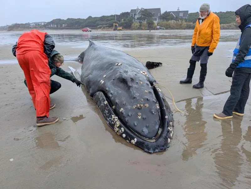 You are currently viewing When a Humpback Whale Got Stranded in Oregon, a Native Community Turned the Tragedy Into a Revival of a Traditional Practice