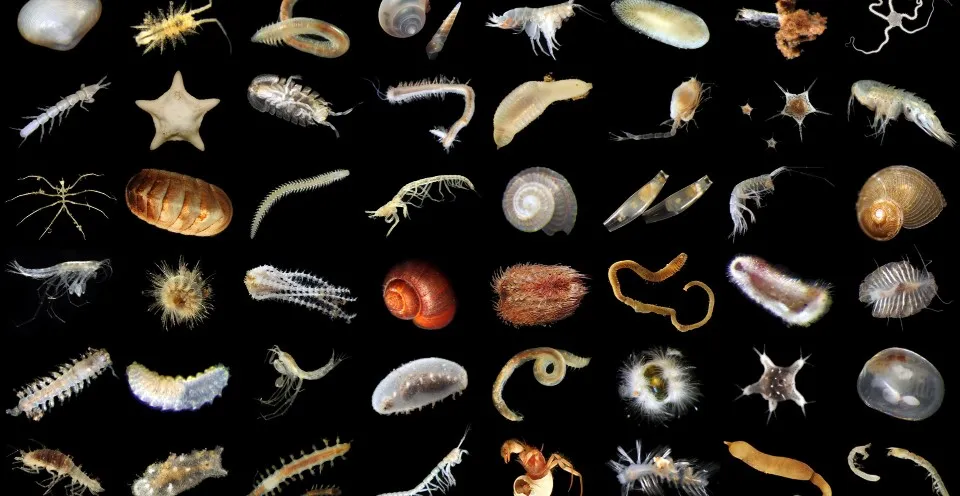 You are currently viewing Deep-Sea Mining Test in the Pacific Drastically Reduced Biodiversity and Animal Populations