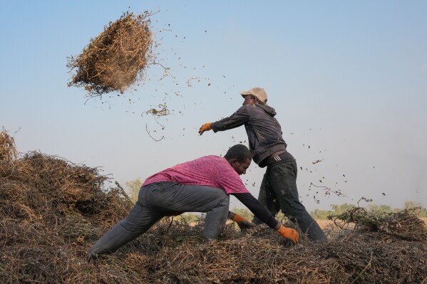 You are currently viewing Young Africans find hope in farming as urban life becomes too expensive